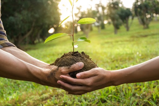 Planter un arbre pour célébrer des noces de bois