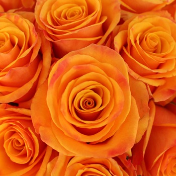 roses oranges