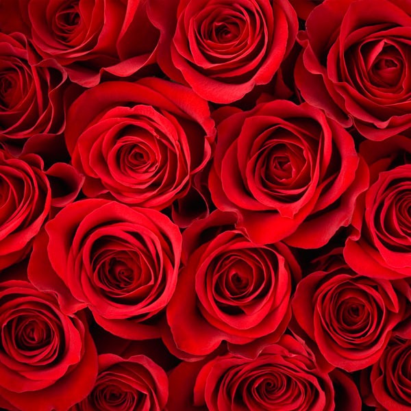 roses rouges