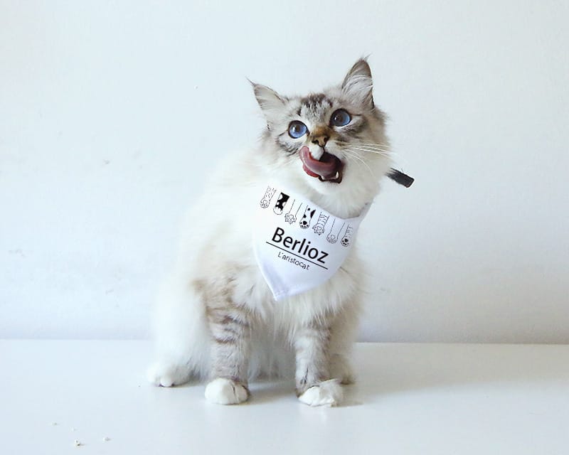Bandana pour chat Personnalisable - Pattes de chat
