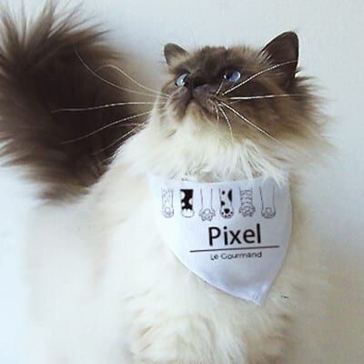Bandana pour chat Personnalisable - Pattes de chat