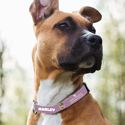 Collier pour chien personnalisable - Pet Lovers Club