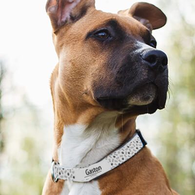 Collier pour chien Personnalisable - Pattes & Os