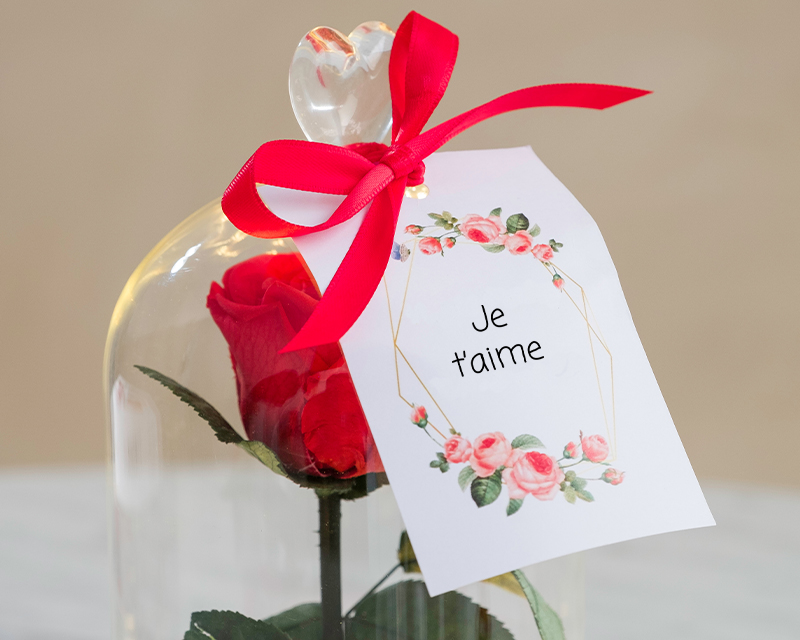 Rose sous cloche lumineuse