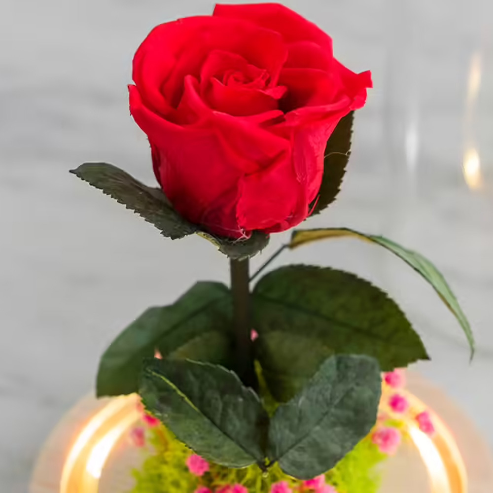 Rose sous cloche lumineuse