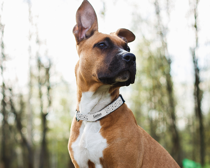 Voir l'image 1 du produit Collier pour chien Personnalisable - Pattes & Os
