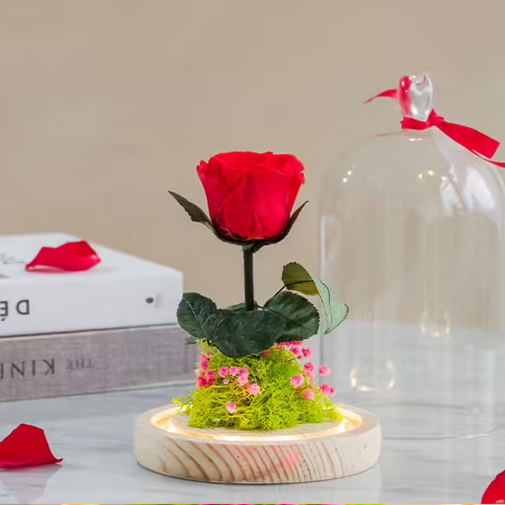 Rose éternelle sous cloche et son coffret
