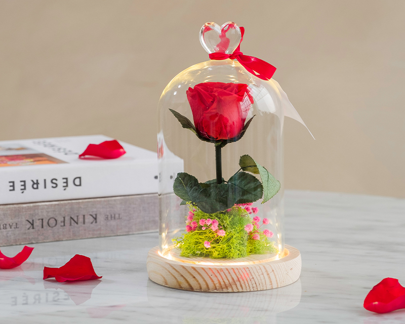 Rose éternelle sous cloche